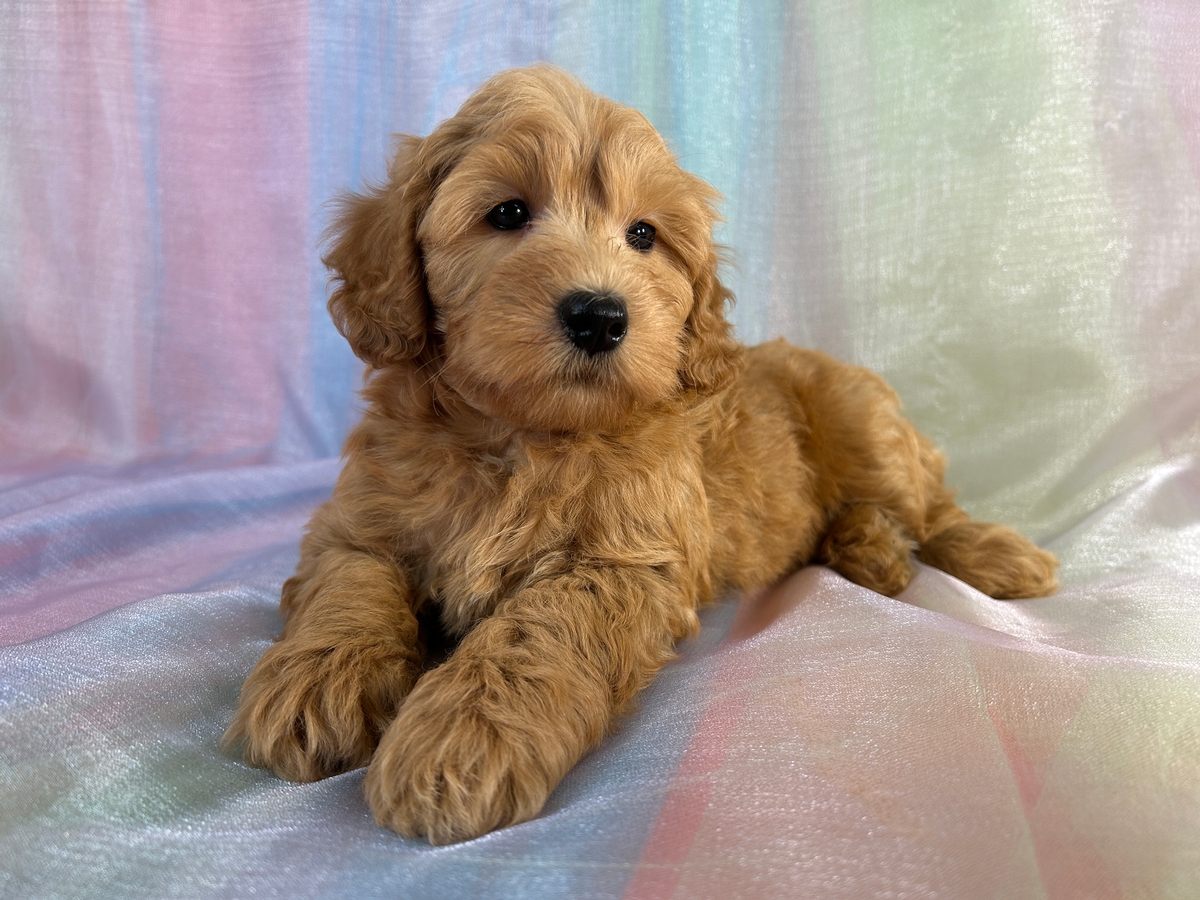 Male F1b Mini Schnoodle DOB 8-30-2025 $950
